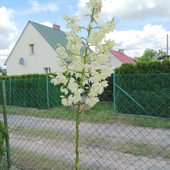 99. Juka ogrodowa -2 sztuki