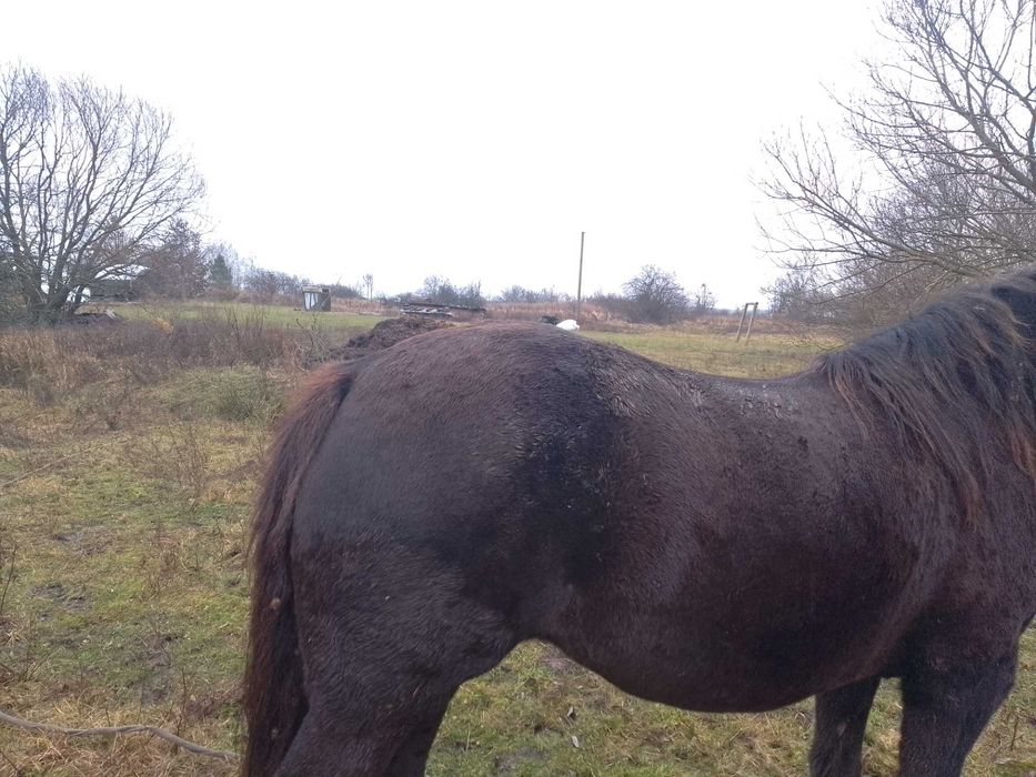 продам кобилу 7 років