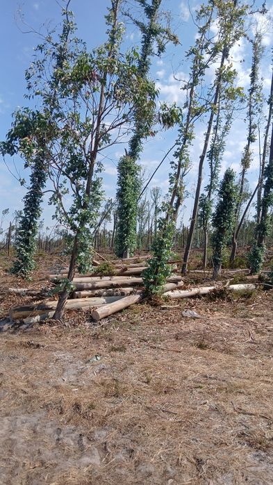 Limpeza de terrenos/Manutenção dos mesmo e serviços de Construção civil