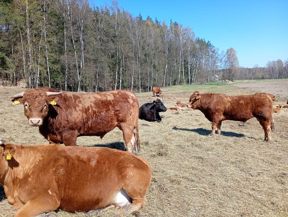 Sprzedam byki do rozpłodu