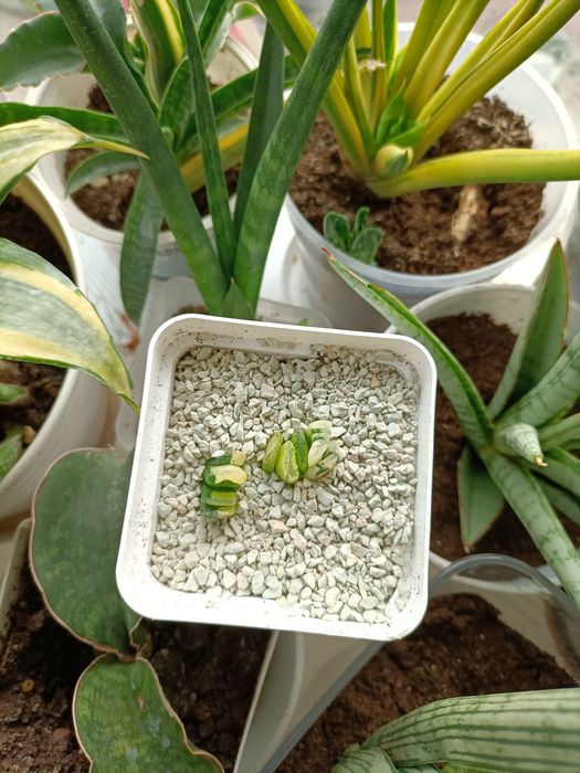 Хавортія трункати варієгатні Лайм