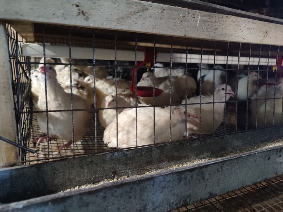 Продам перепелине м'ясо та яйця