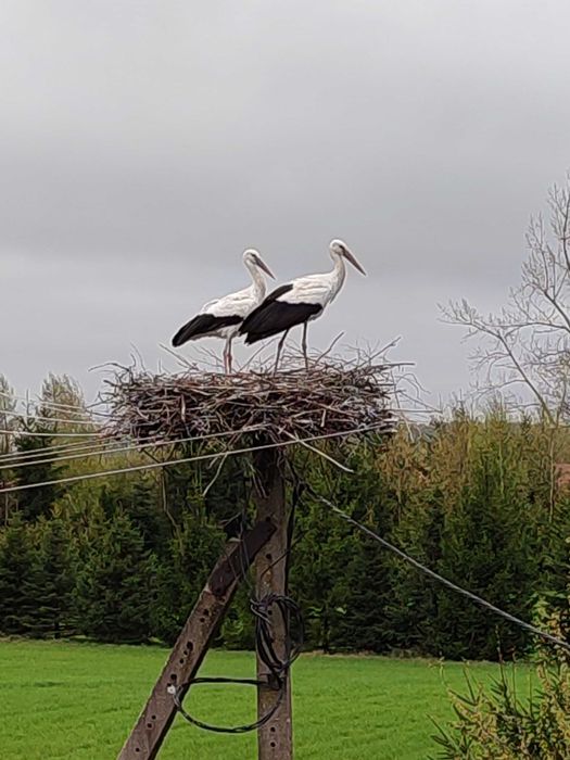 Apartament w Oklinach. Samodzielnie piętro