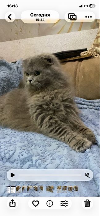 Шотландские вислоухие котята