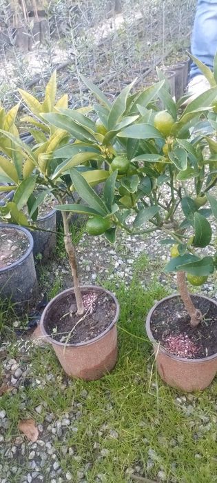 Кінкан(кумкват)Маргарита