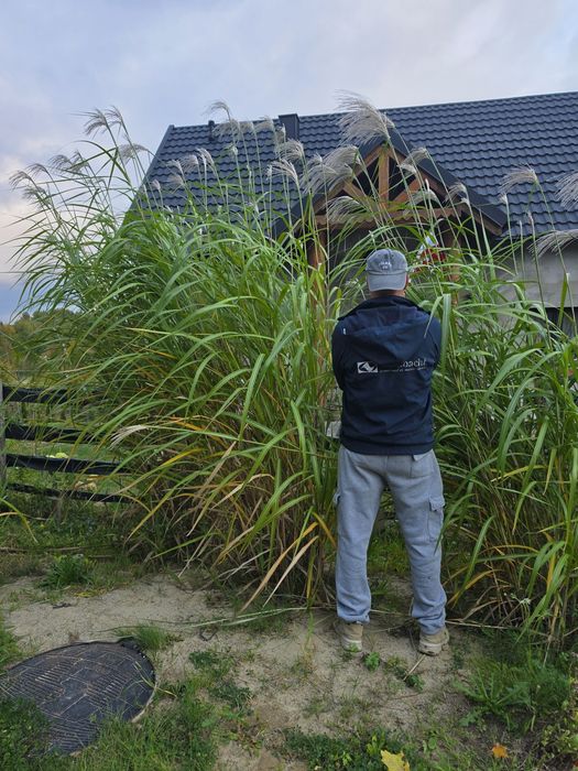 Trawa miskant giganteus