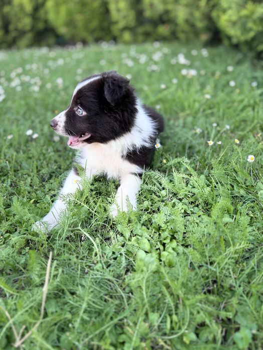 Suczka Border Collie czekoladowo-biala