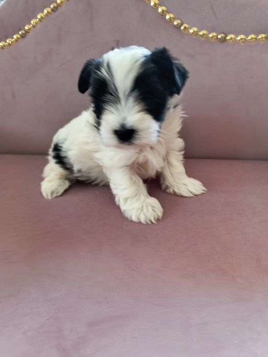 Śliczny Piesek Yorkshire Terrier Biewer