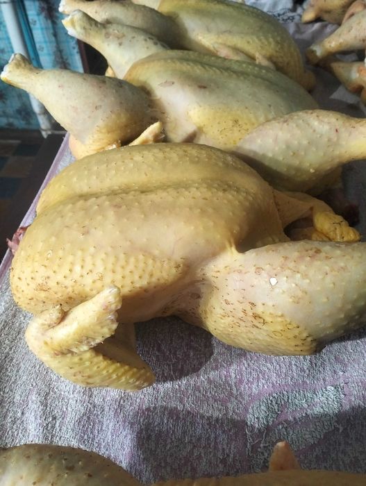 Бройлер домашній