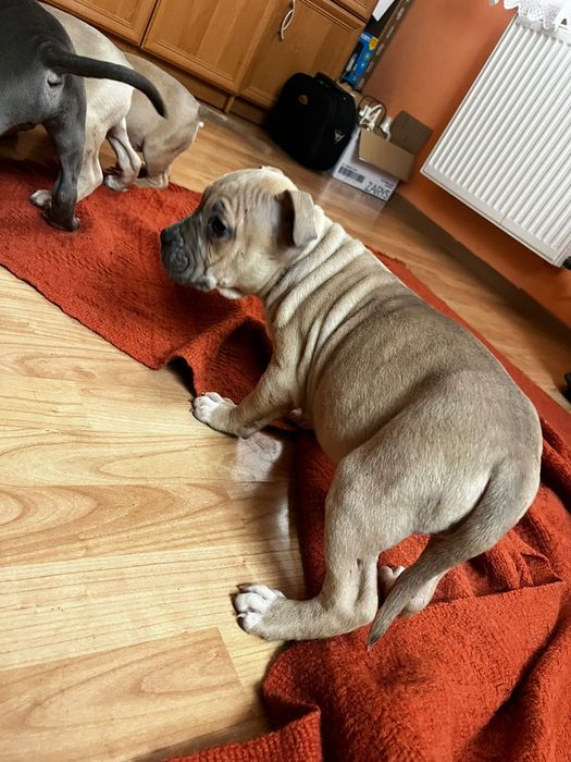 Amstaff staffordshire terrier