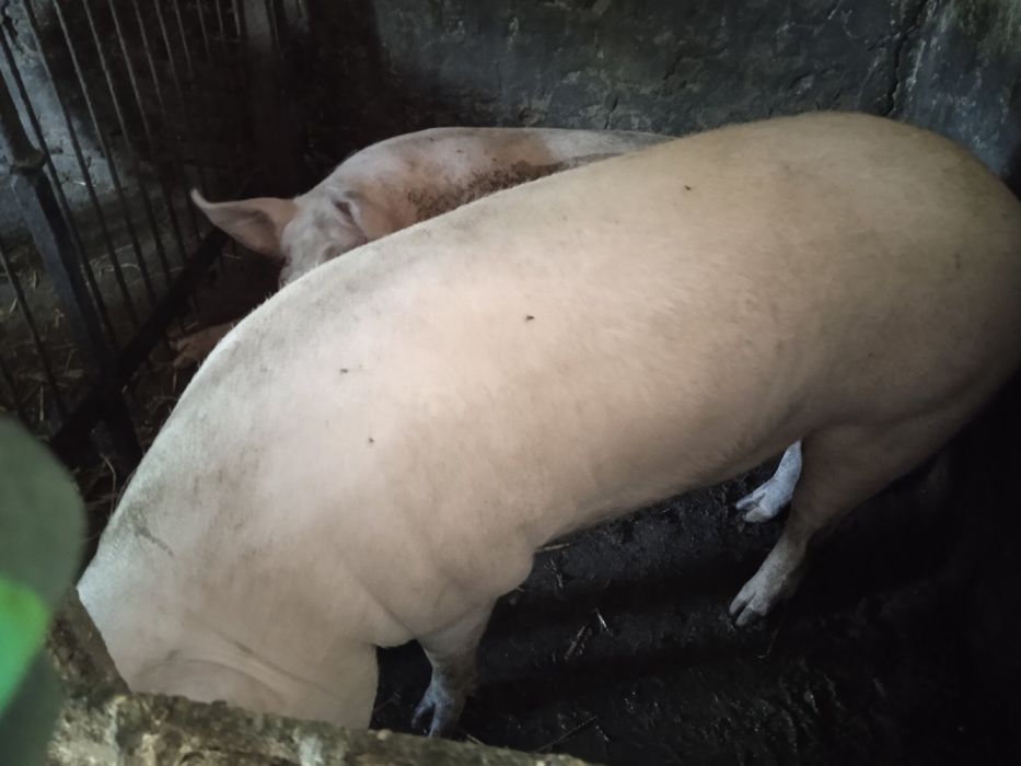 Продам кабана