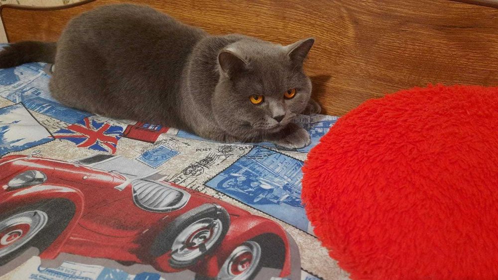 Шотландский красавец, подарит прекрасное потомство ! (Вязка.)