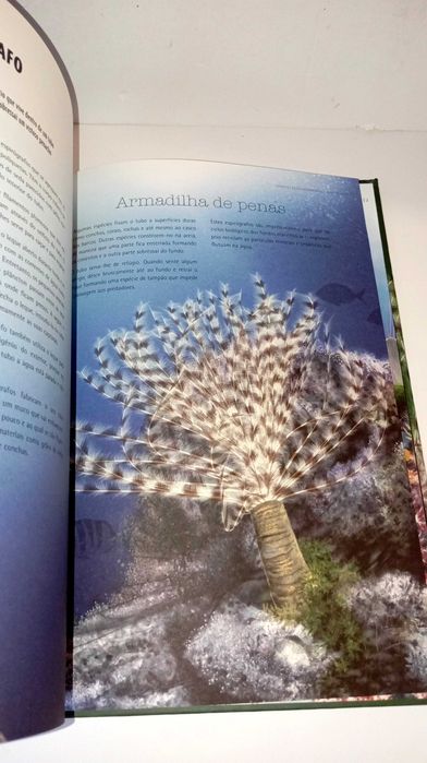 Builders - Extraordinary Animals64551129074178123