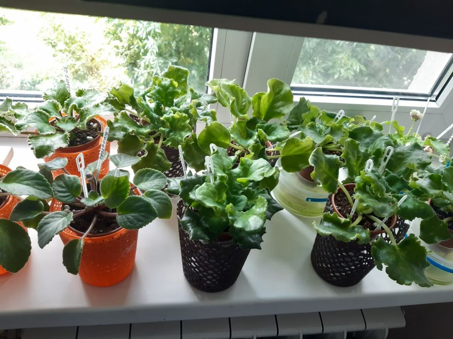 Фіалки - дітки та стартери