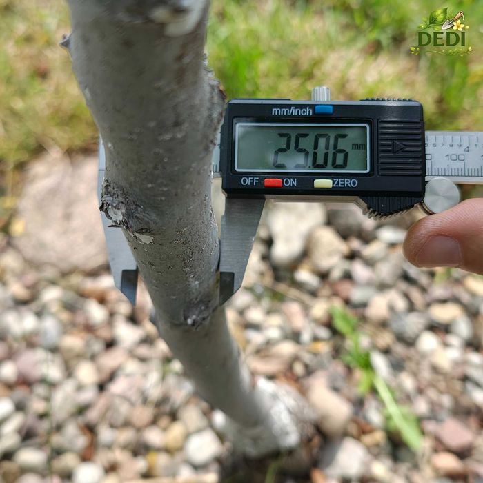 AntRING - pułapka na mrówki, blokuje dostęp do mszyc (40-55mm) (10 sztuk)