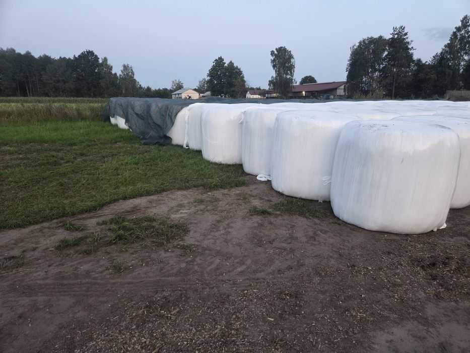 Sianokiszonka z lucerny 130cm