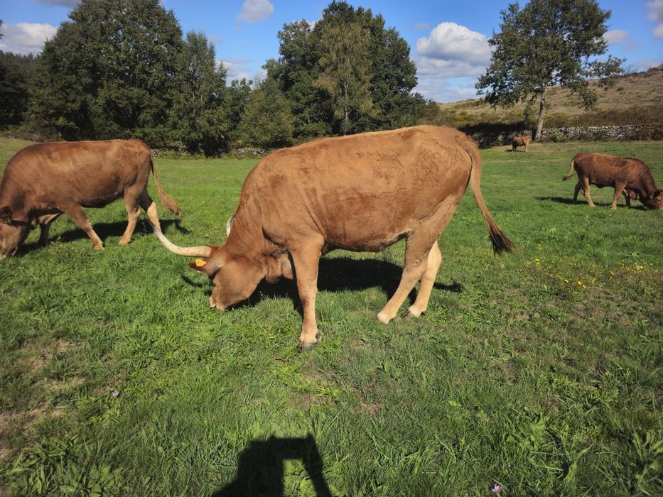 Lote Bovinos/Vacas Raça Barrosã