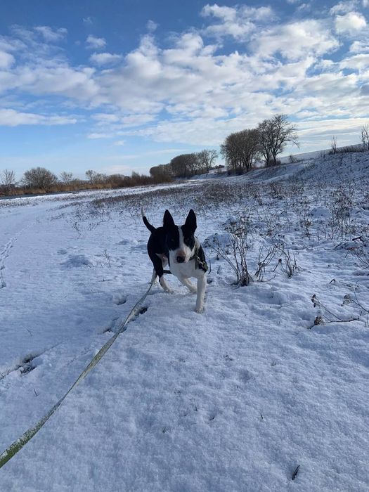 Султан в пошуках дому