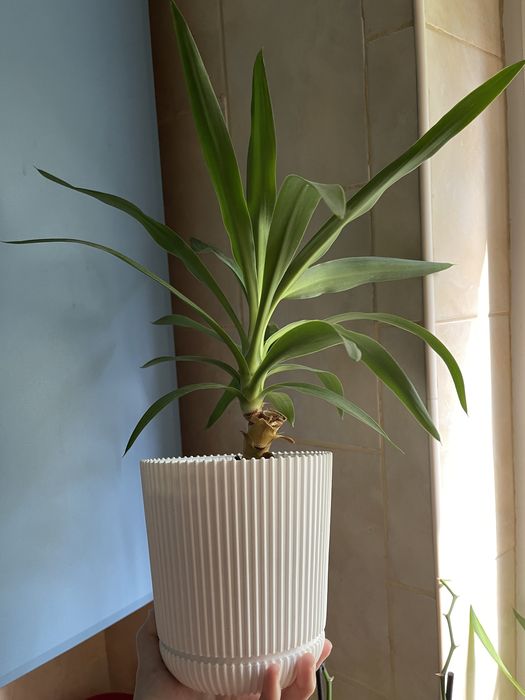 Драцена юкка пальма