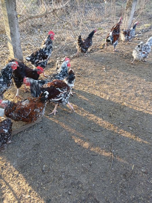 Інкубаційні яйця  Лівеньська-Ситцева