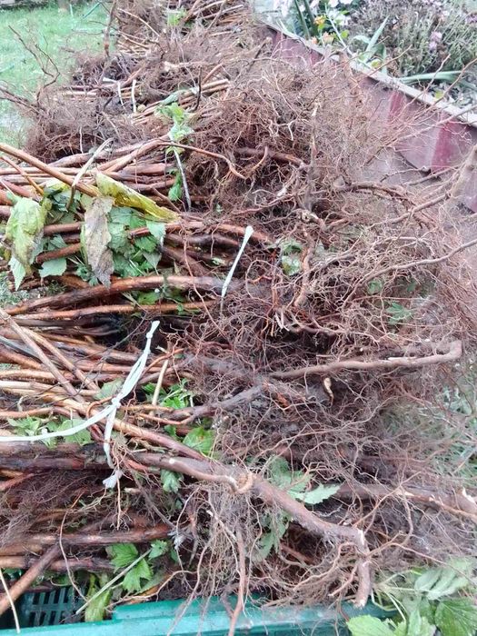 Продам саджанці малини