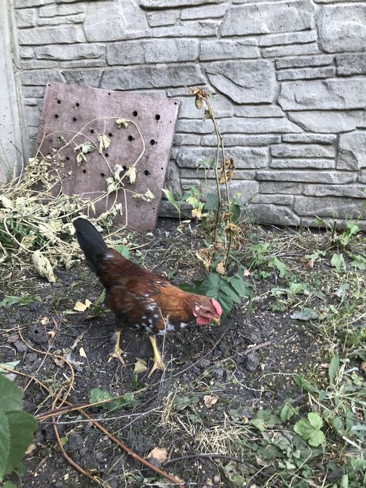 Продам карликових півників петухів бентамки