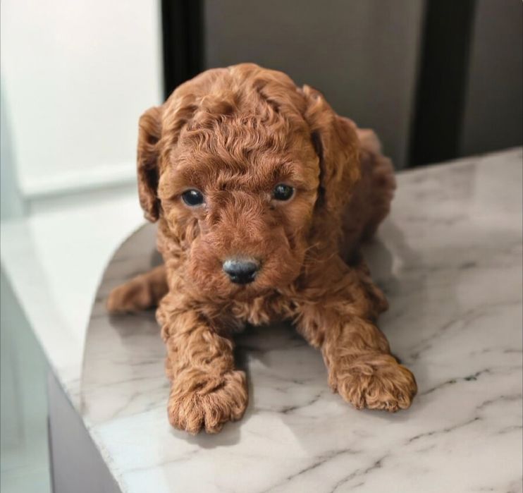 Pudel toy red  brown