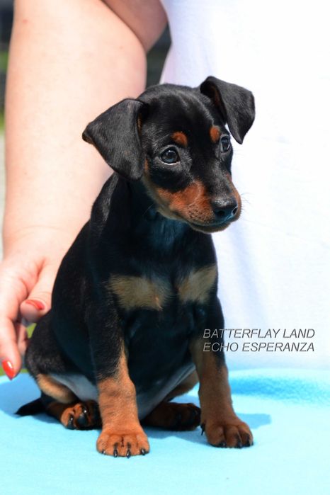 Цвергпінчер ( карликовий , миниатюрний пінчер )