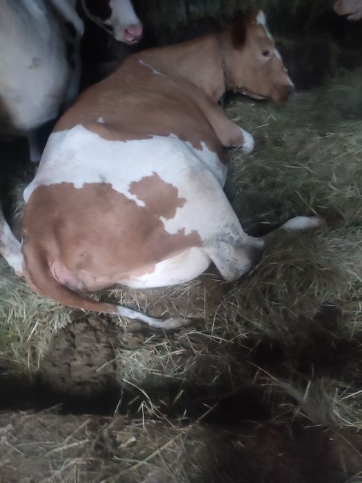 Sprzedam krowę mleczną