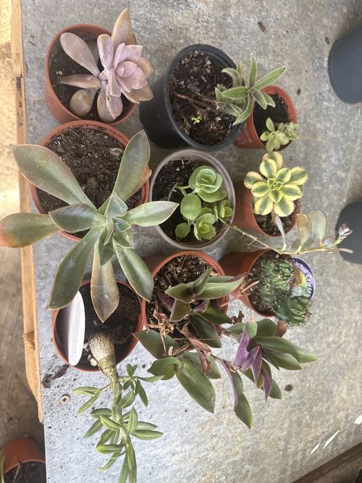 Catos & Suculentas & Orquideas