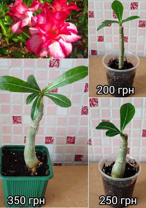 Адениум привитый Love in а fallen city