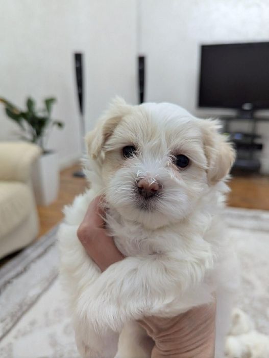 Мальтійська болонка - цуценята з документами | ІФ
область