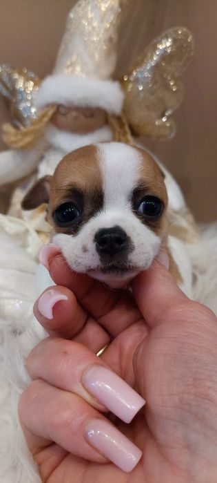ZAREZERWOWANA !! Chihuahua malutka urocza sunia