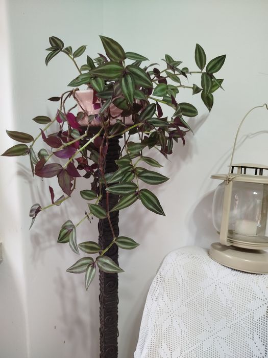Planta Pendente Tradescantia Zebrina + Vaso de Porcelana Rosa NOVO