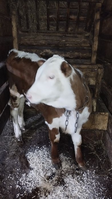 Продам  бичка 2.5 місяці