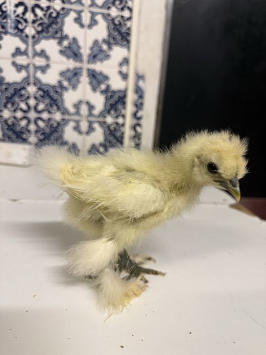 Varios pinto e gallos
