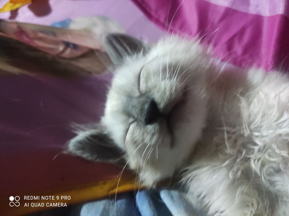 Котики Сиамцы чистокровные