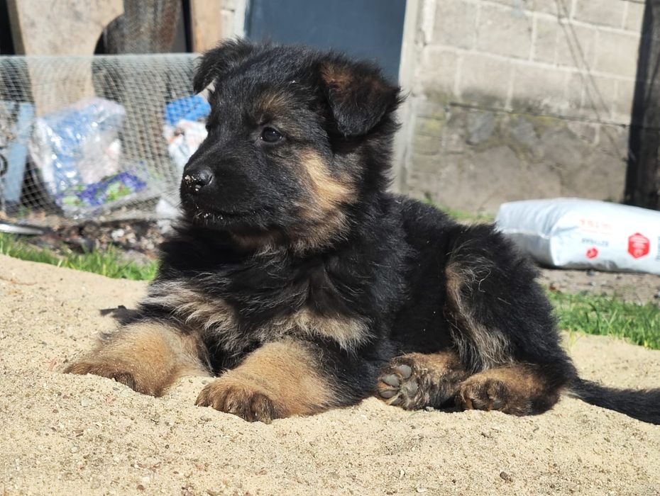 Szczenięta owczarka długowłosego