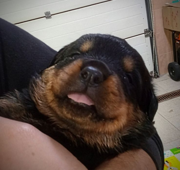 Цуценята ротвейлера