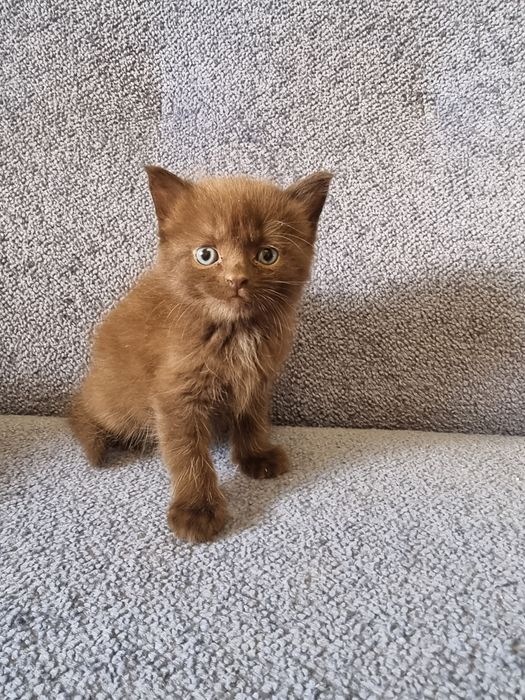 Шоколадний кот ждет семю