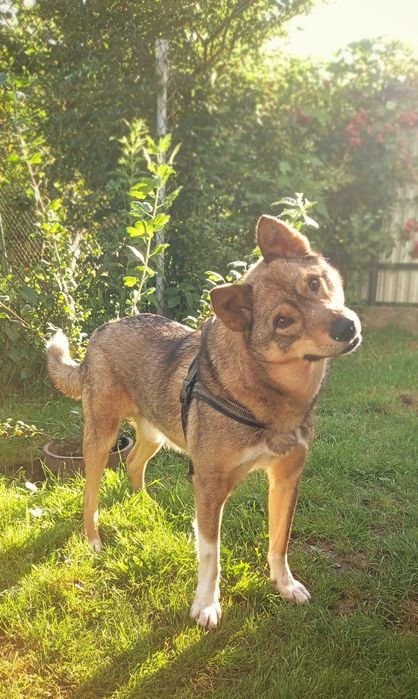 Собака в добрі руки