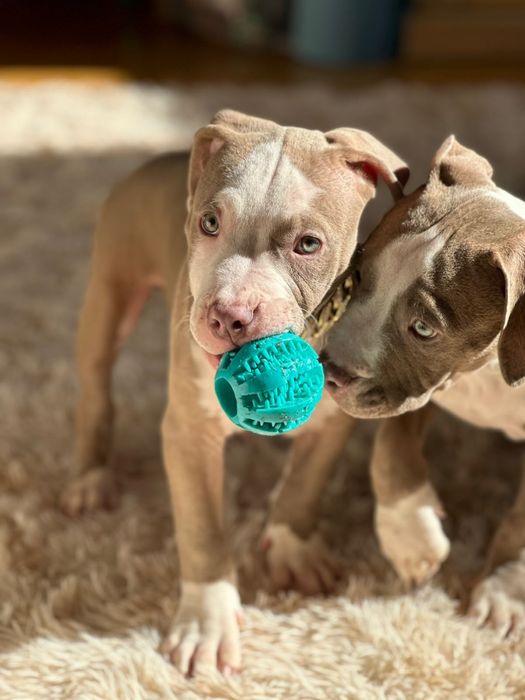 Американский булли стандарт классік