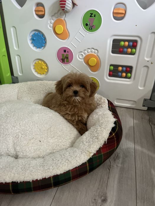 Wesoła sunia maltipoo