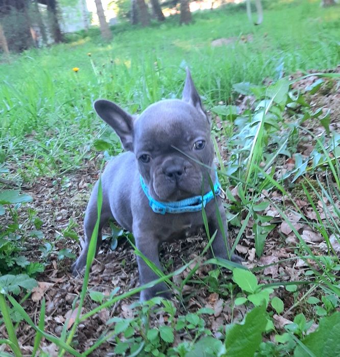 Buldog francuski sunia i piesek