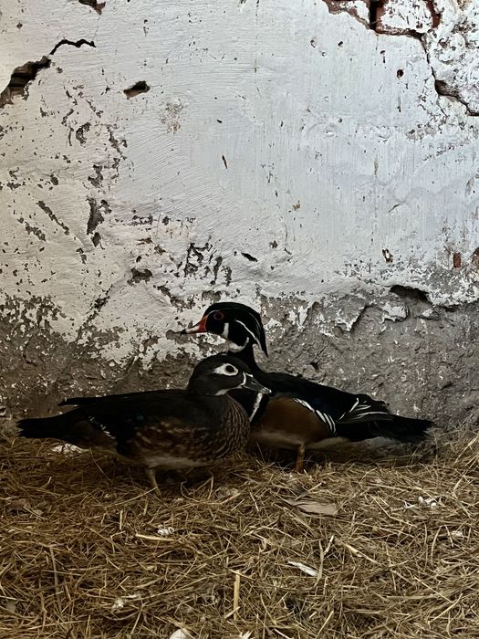 Kaczki karolinki para 2024r