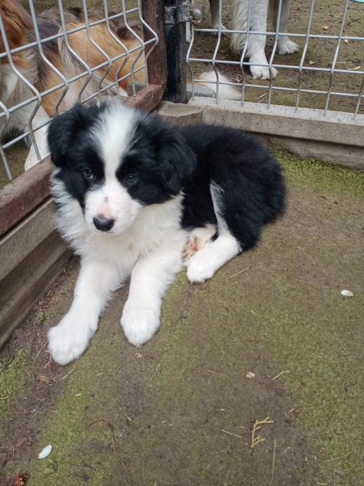 Suczka border collie