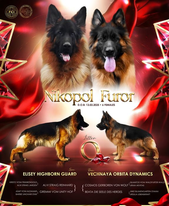 Круті довгошерстні дівчата КСУ FCI