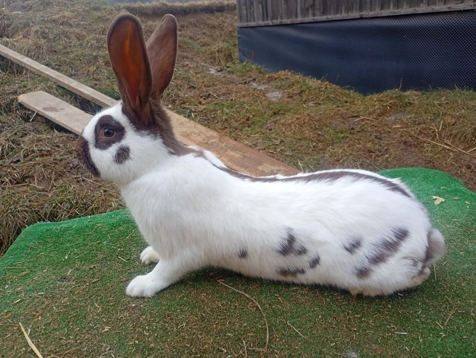 Witam sprzedam króliki osh