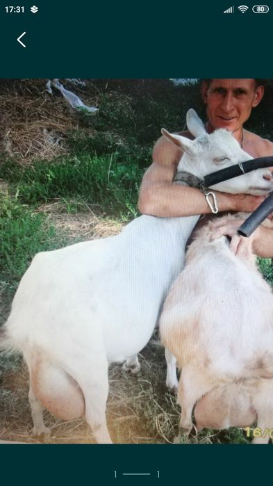 Продам козье молоко , творог сыр