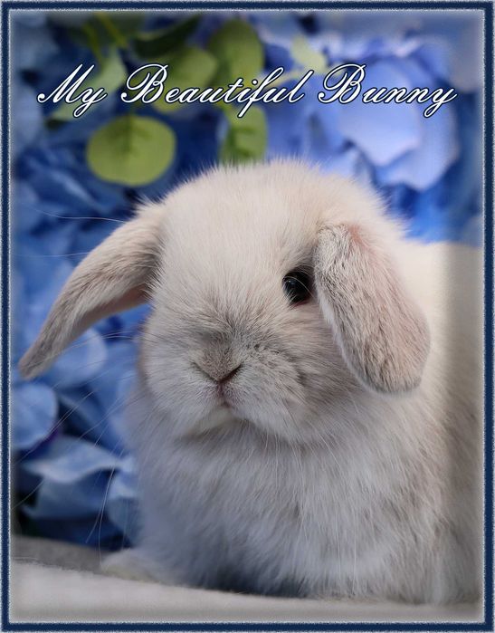 Młody Piękny Króliczek 100% mini Lop - Perła